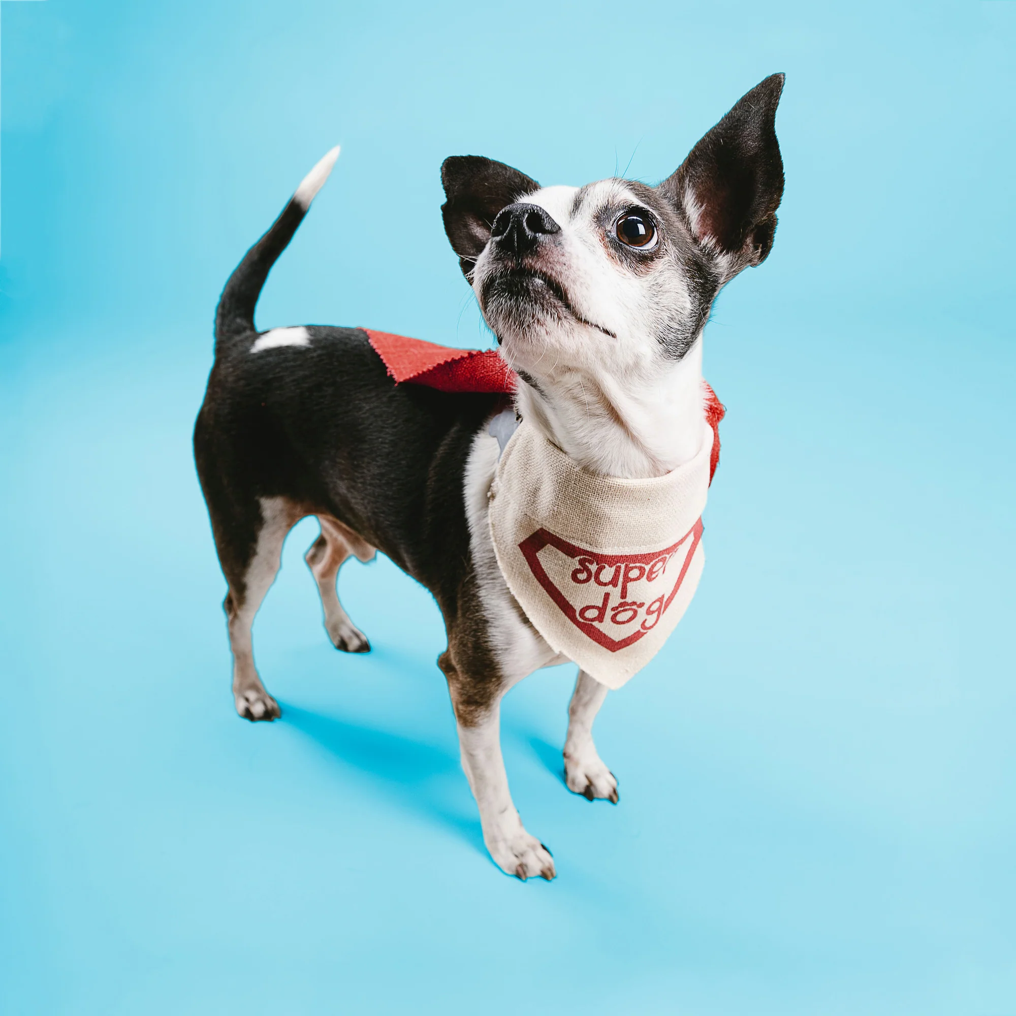 Super Dog 7" x 5" Canvas Slip on Pet Bandana - Image 3